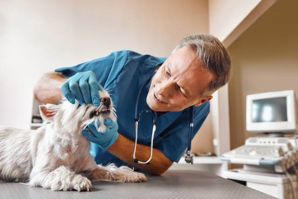 Best Urgent Dental Care in Estero, FL